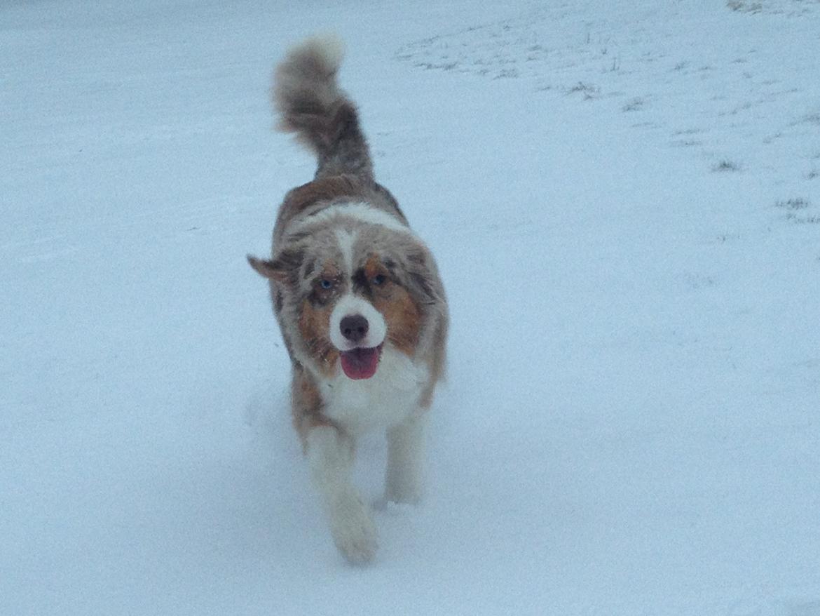 Australian shepherd Godrumgaards Mirell billede 21