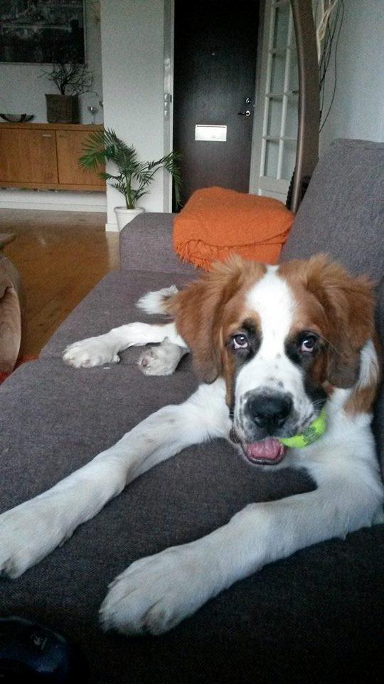 Blanding af racer Kenzo billede 24