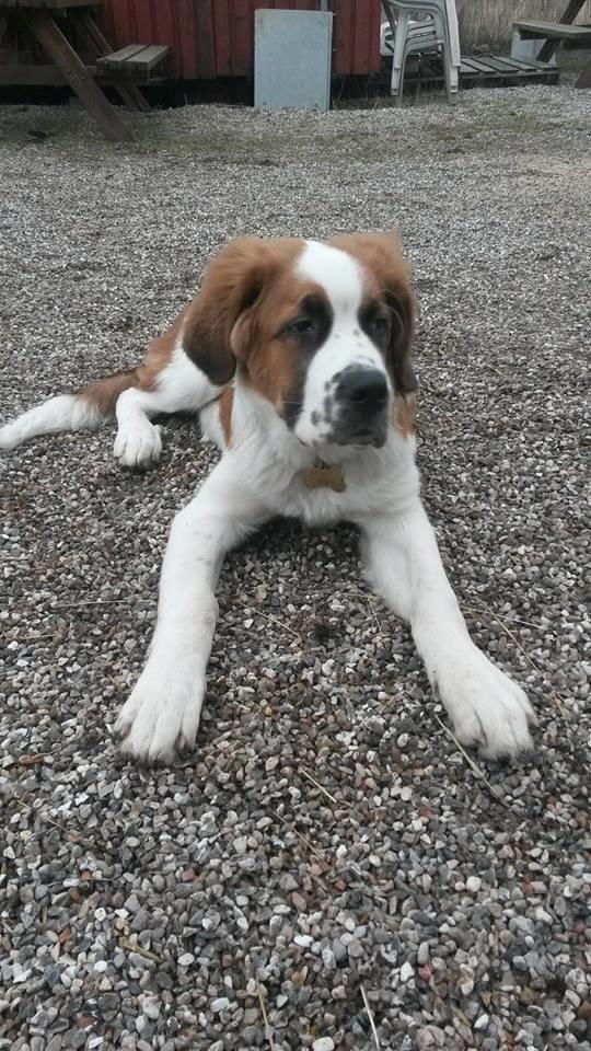 Blanding af racer Kenzo billede 5