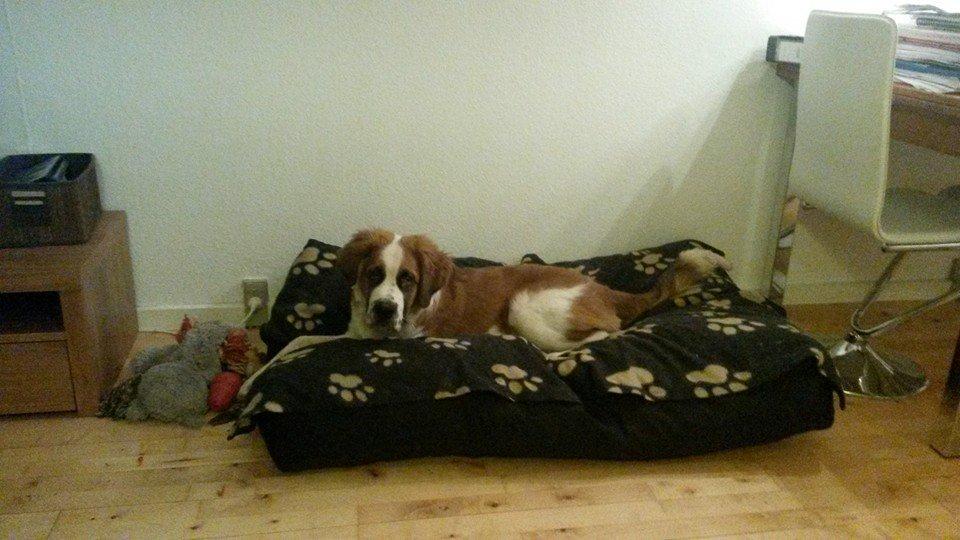 Blanding af racer Kenzo billede 25