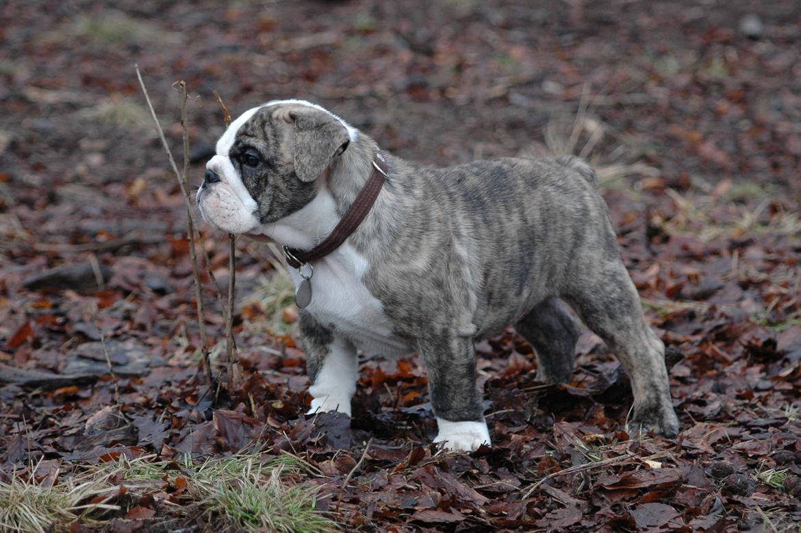 Engelsk bulldog GT billede 5