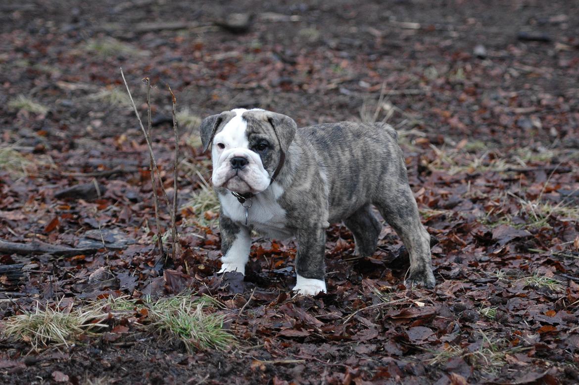 Engelsk bulldog GT billede 6