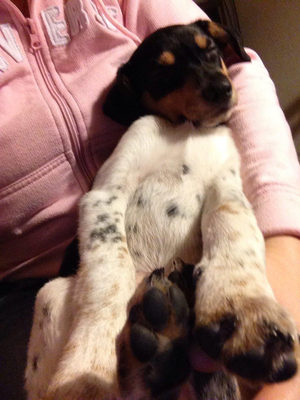 Dansk svensk gaardhund Balou billede 22