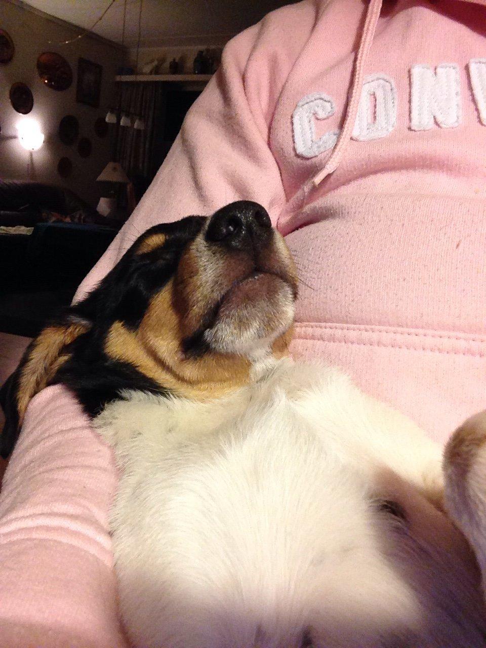 Dansk svensk gaardhund Balou billede 23