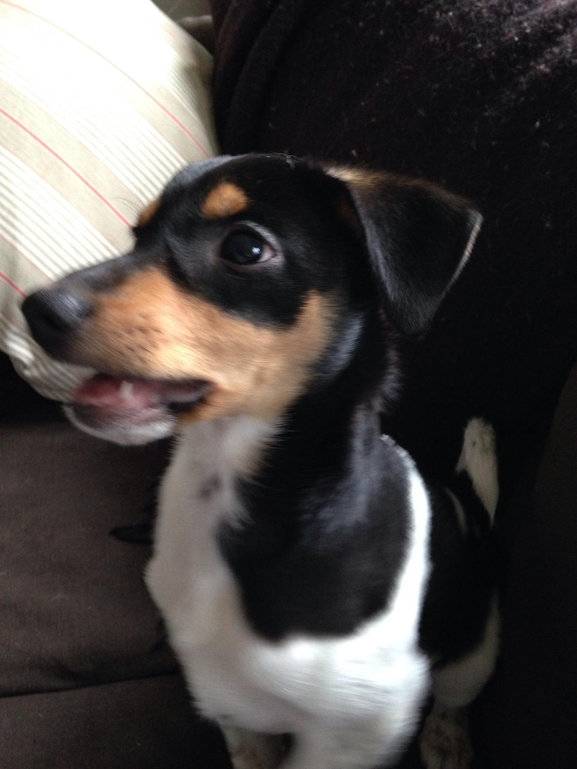 Dansk svensk gaardhund Balou billede 24