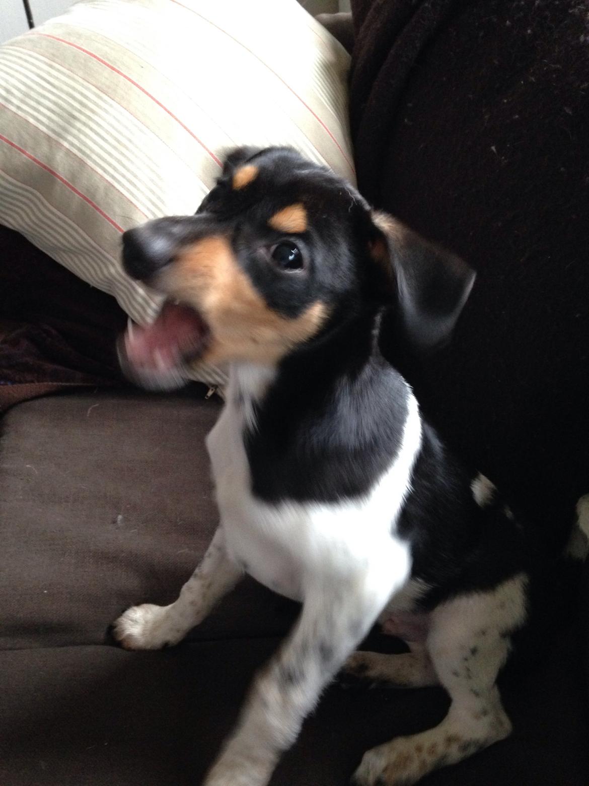 Dansk svensk gaardhund Balou billede 25