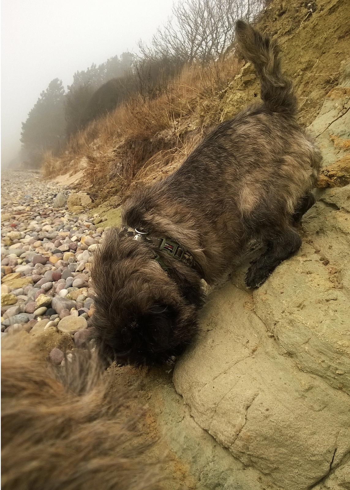 Cairn terrier Citta - upside down - man er vel en Cairn! billede 32