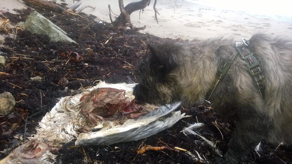 Cairn terrier Citta - læææker birdie namnam! billede 31