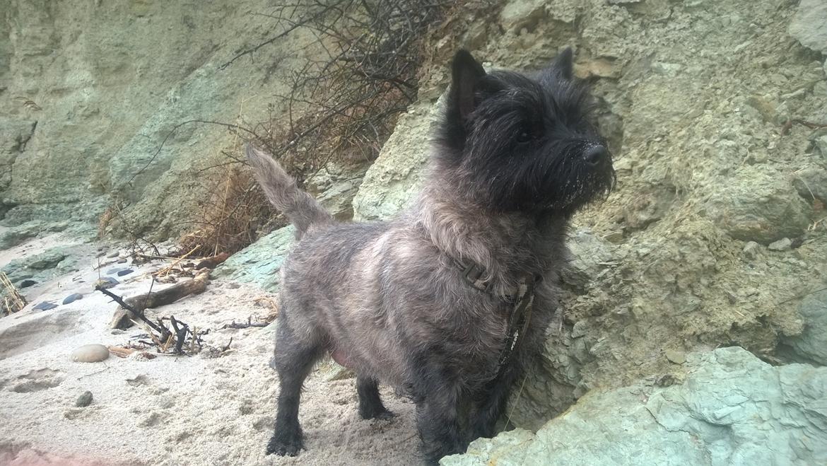 Cairn terrier Citta billede 33