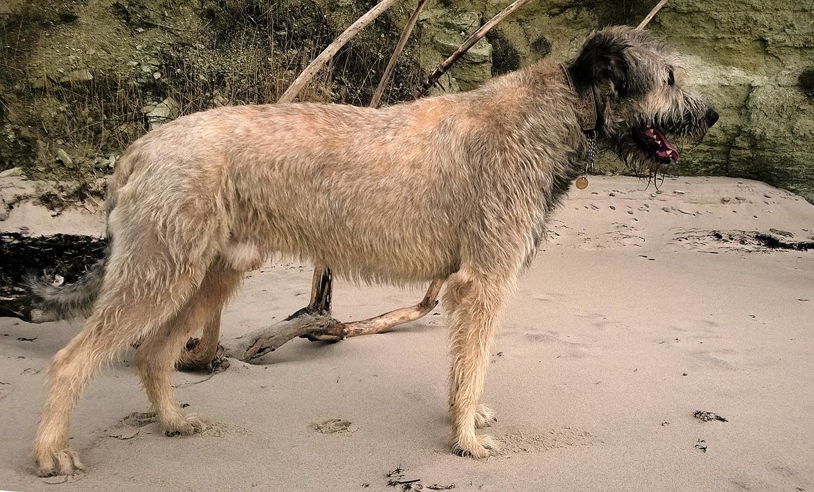 Irsk ulvehund Morgan - 18.02.2014, 22 mdr.  billede 42