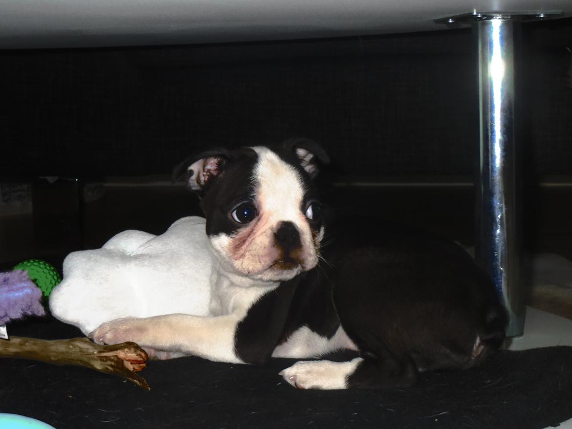 Boston terrier Tonfoss Tamara (Unique) - Unique 8 uger og 3 dage.. BABY <3 billede 2