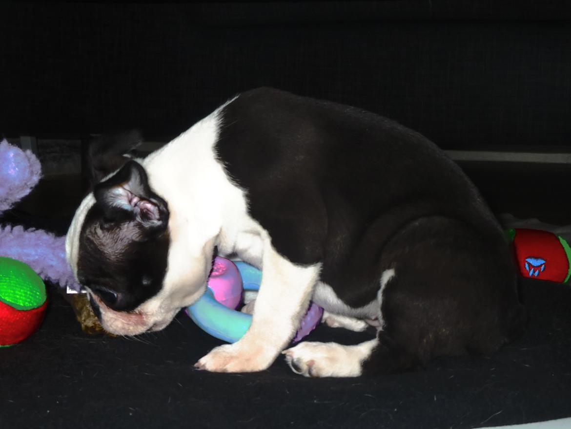 Boston terrier Tonfoss Tamara (Unique) billede 9