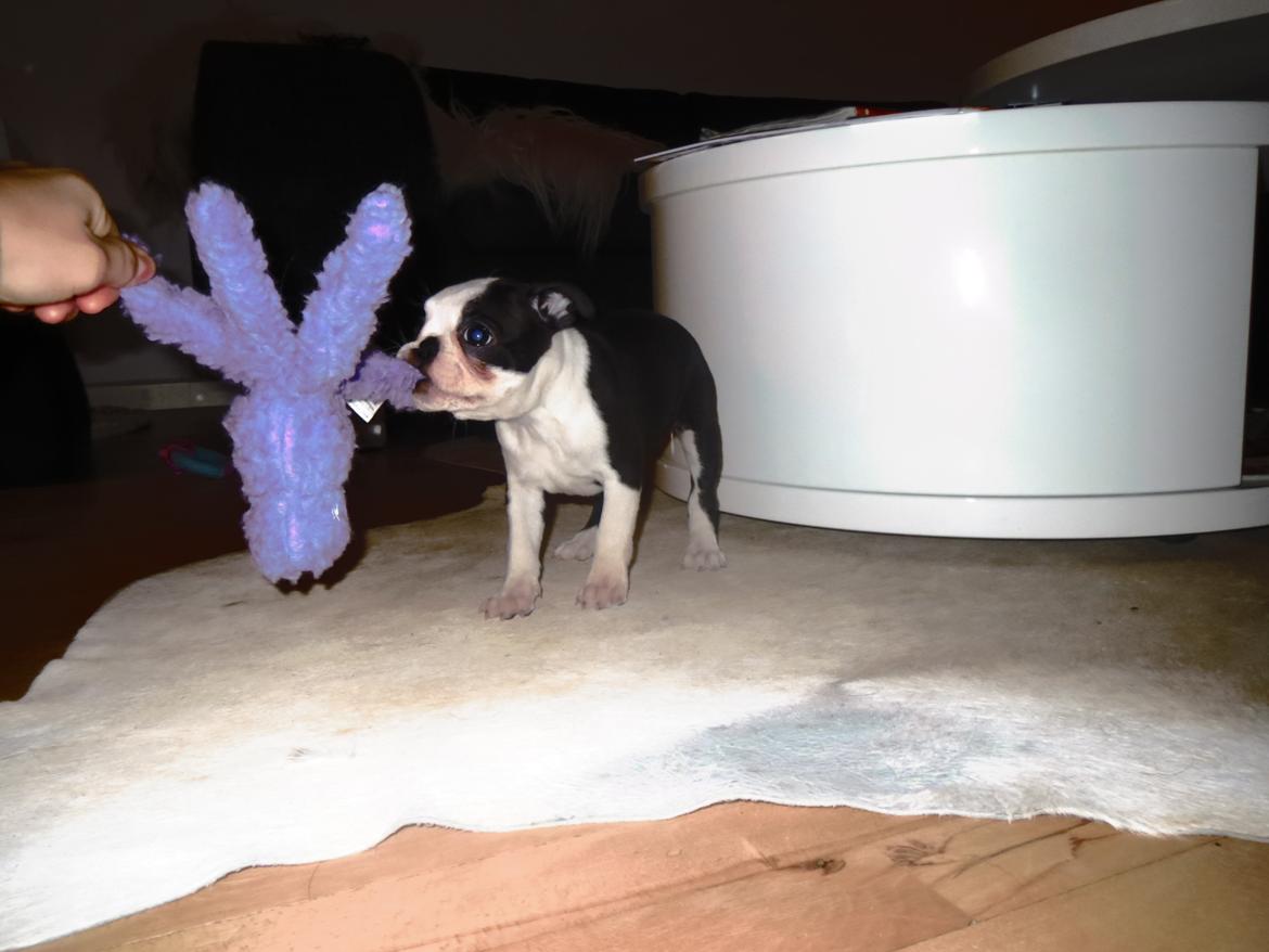 Boston terrier Tonfoss Tamara (Unique) billede 5