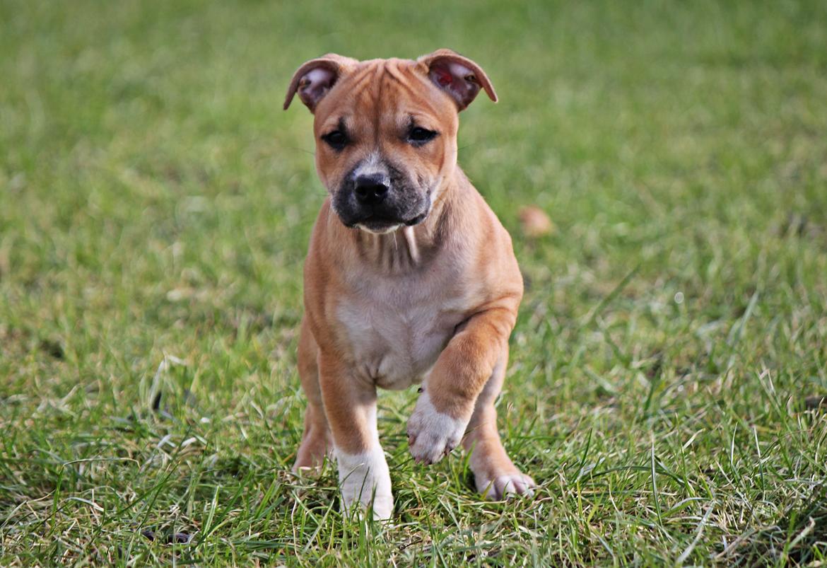Staffordshire bull terrier Wenk-Staffs Loud´n Clear billede 9