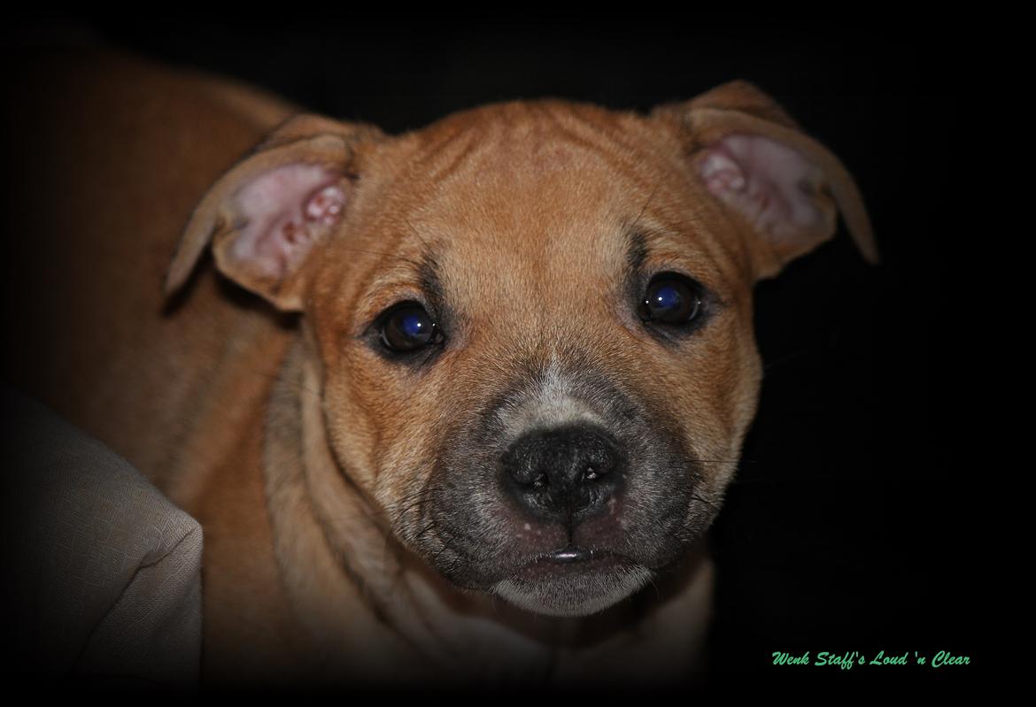 Staffordshire bull terrier Wenk-Staffs Loud´n Clear billede 11