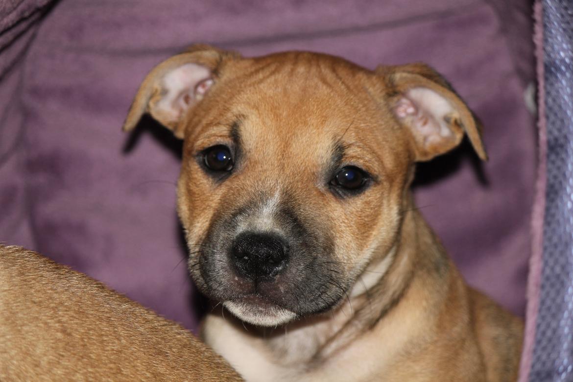 Staffordshire bull terrier Wenk-Staffs Loud´n Clear billede 12