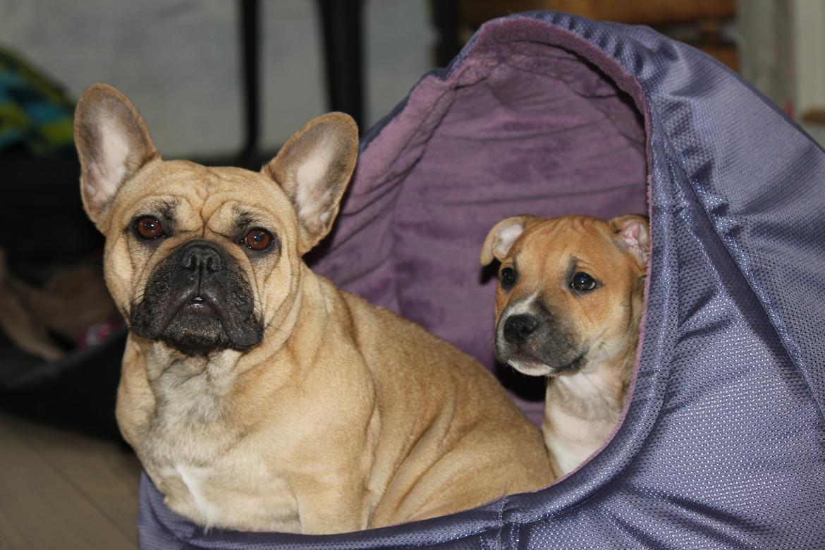 Staffordshire bull terrier Wenk-Staffs Loud´n Clear billede 13