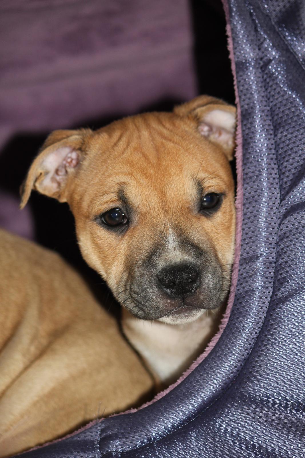 Staffordshire bull terrier Wenk-Staffs Loud´n Clear billede 14