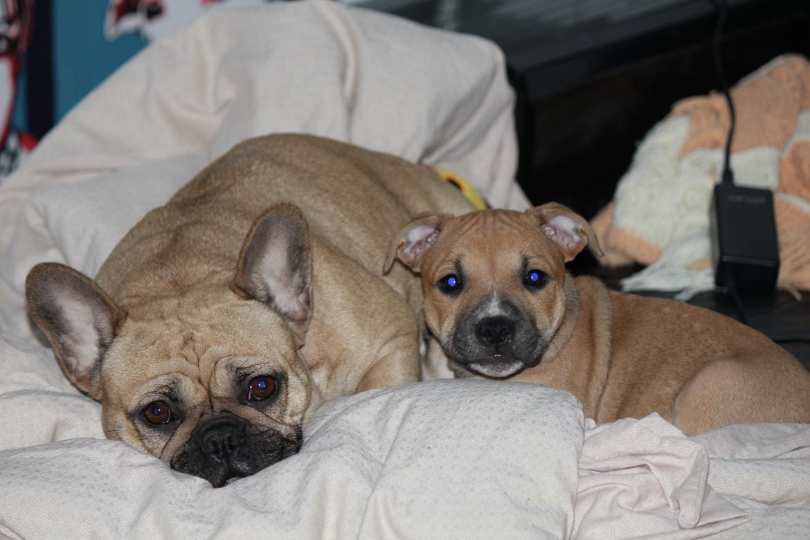 Staffordshire bull terrier Wenk-Staffs Loud´n Clear billede 15