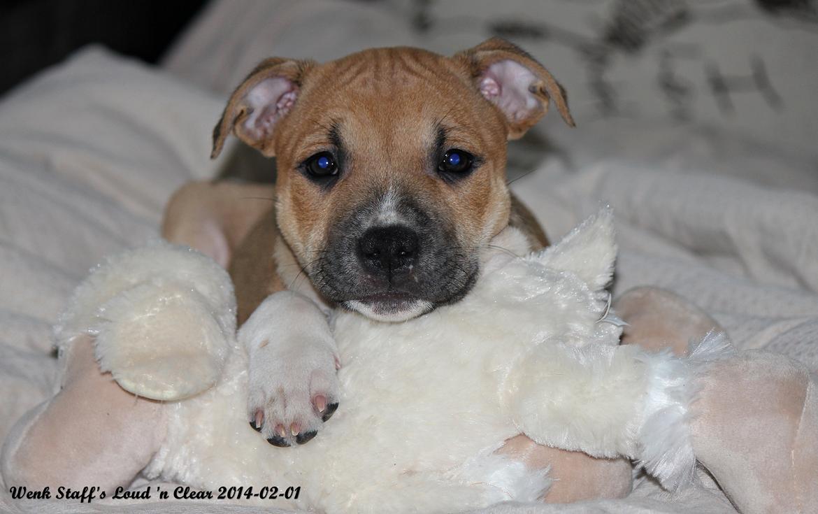 Staffordshire bull terrier Wenk-Staffs Loud´n Clear billede 16