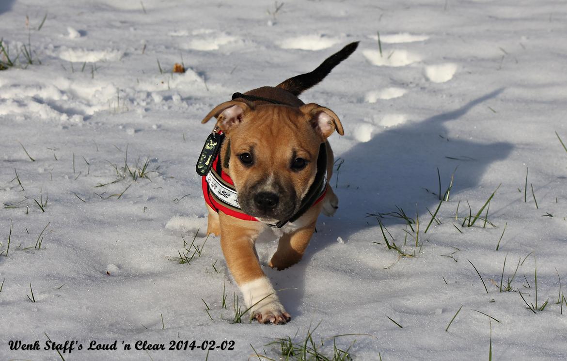 Staffordshire bull terrier Wenk-Staffs Loud´n Clear billede 17