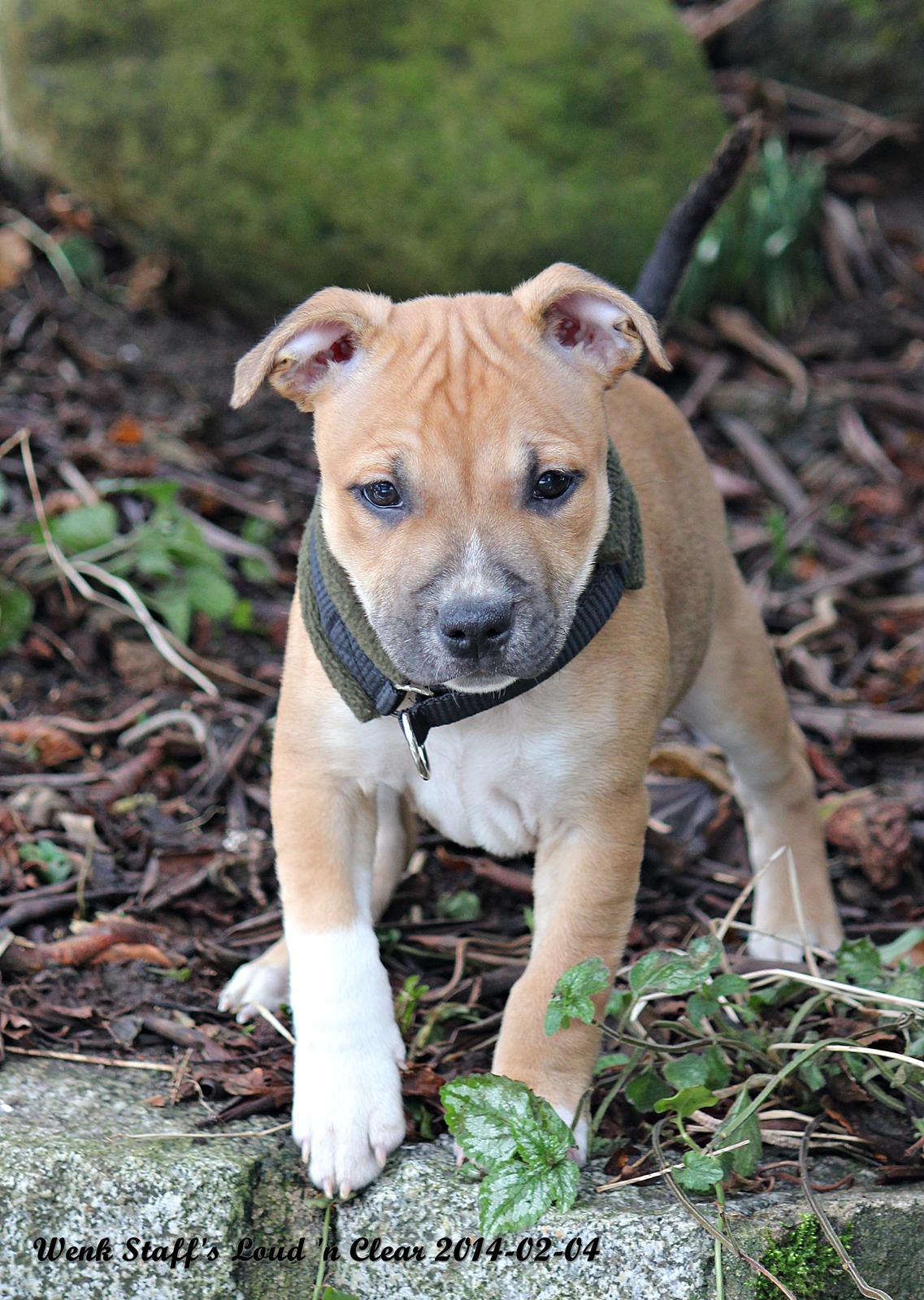 Staffordshire bull terrier Wenk-Staffs Loud´n Clear billede 18