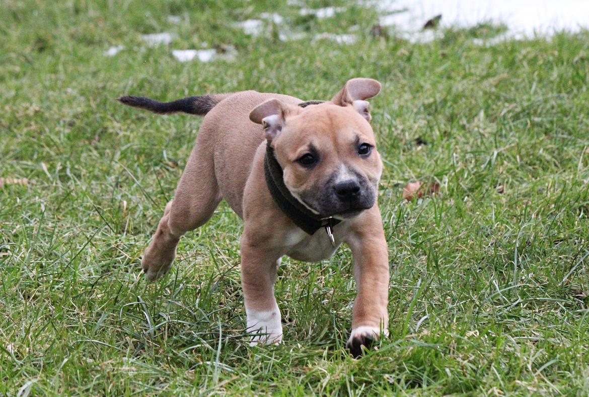 Staffordshire bull terrier Wenk-Staffs Loud´n Clear billede 19