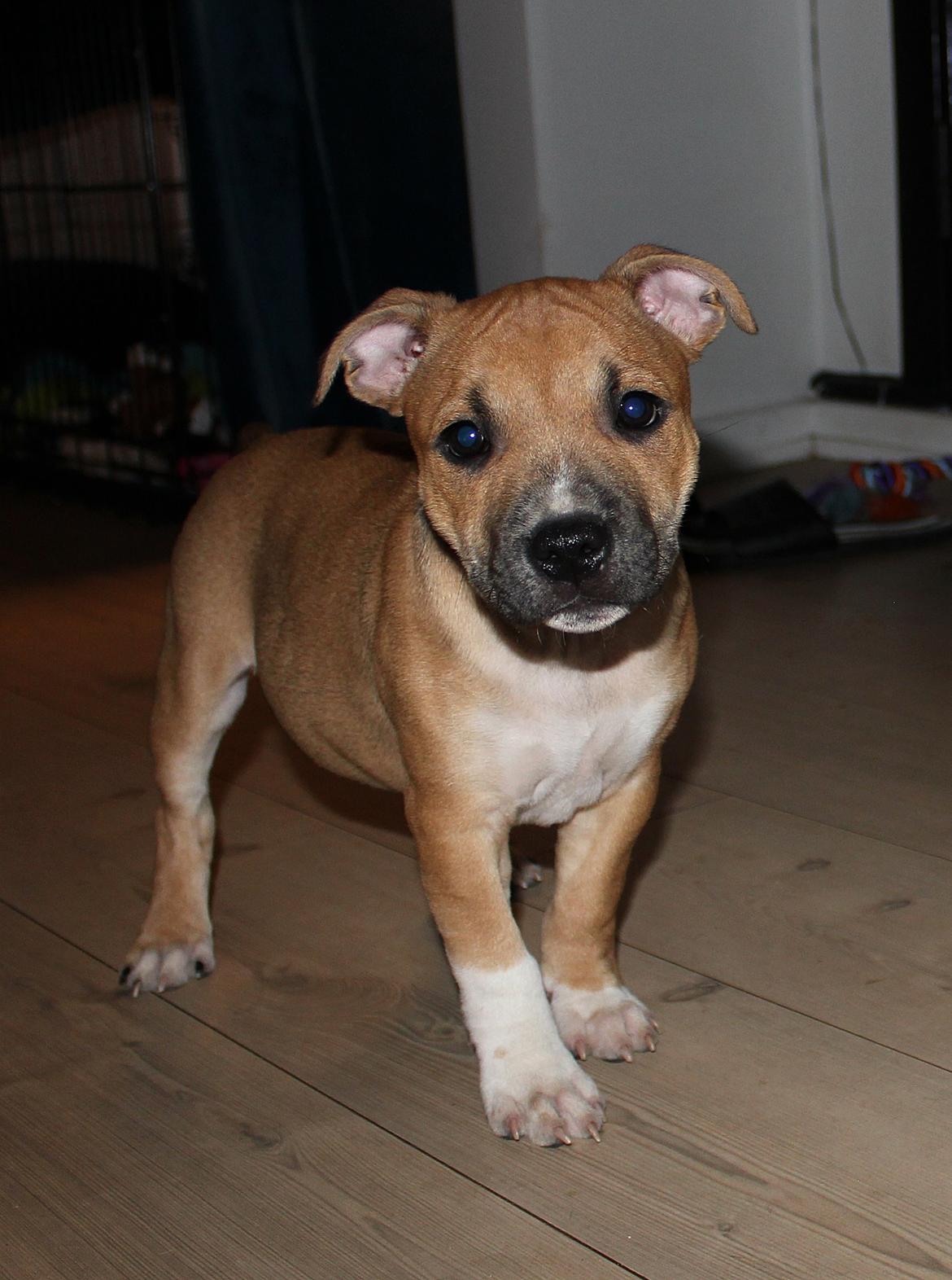 Staffordshire bull terrier Wenk-Staffs Loud´n Clear billede 20
