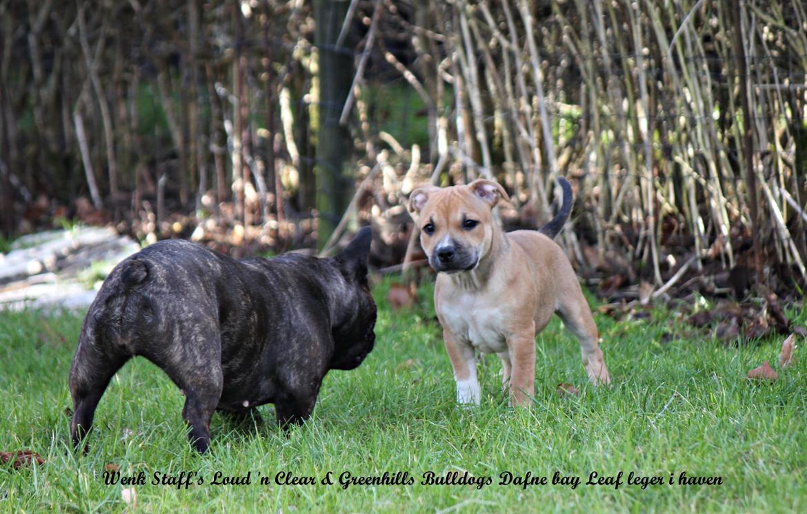 Staffordshire bull terrier Wenk-Staffs Loud´n Clear billede 10