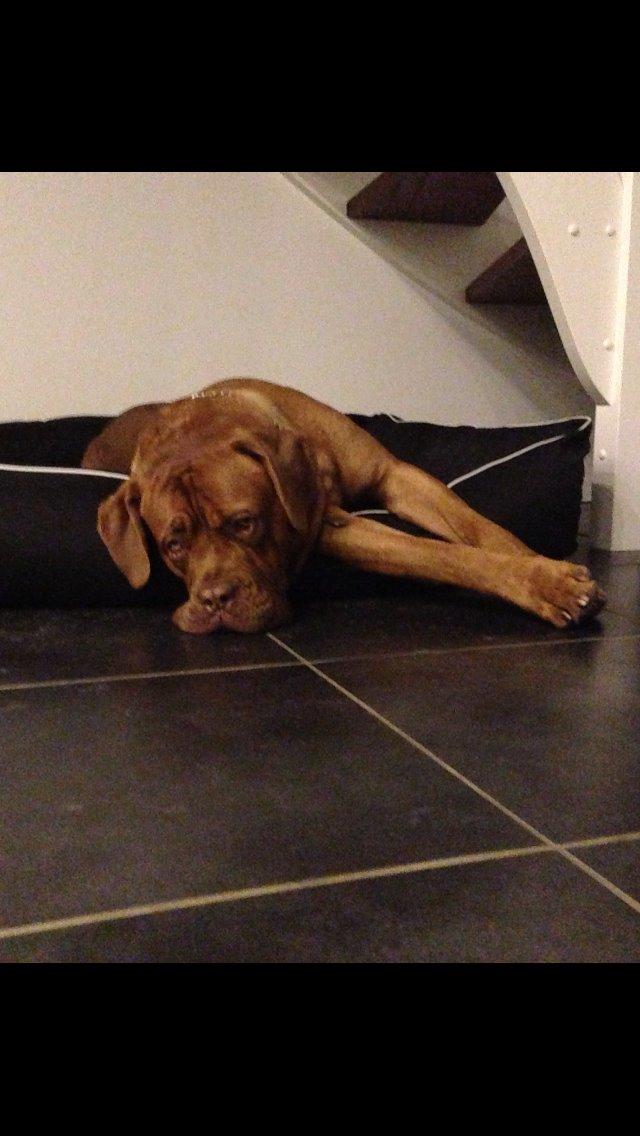 Dogue de bordeaux Cody - Han ligger altid på de mærkeligste måder, når han bliver sur over, at han skal ligge på sin plads :p billede 42