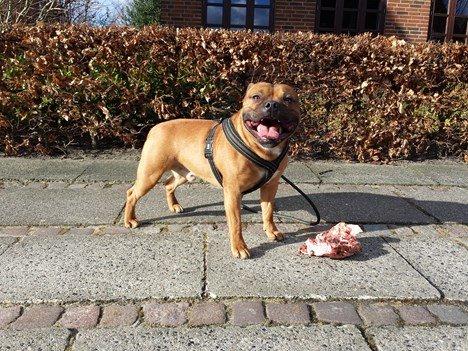 Staffordshire bull terrier Cooper - En stolt Cooper med et lækkert slagter ben :-) billede 31