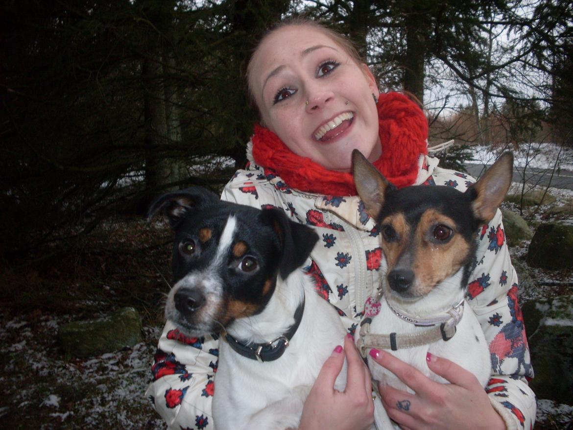 Dansk svensk gaardhund Kischa billede 19