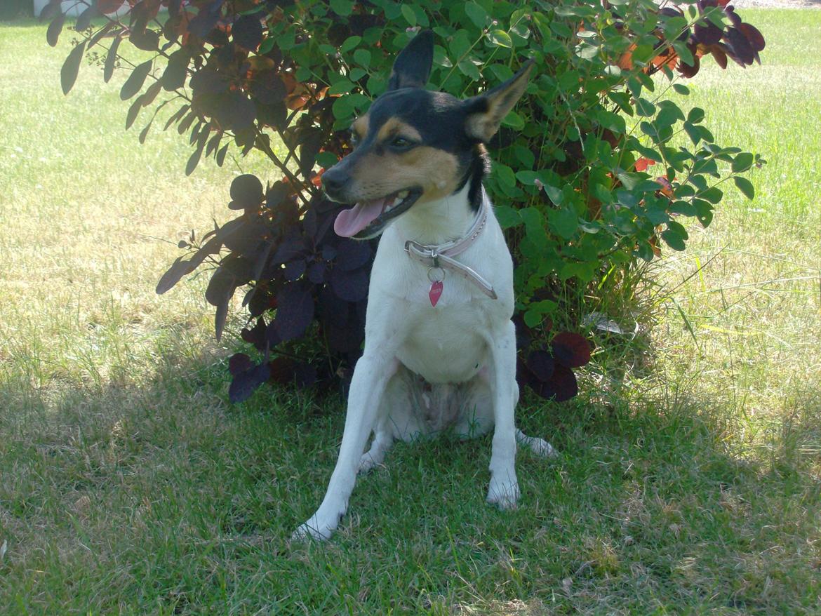 Dansk svensk gaardhund Kischa billede 24