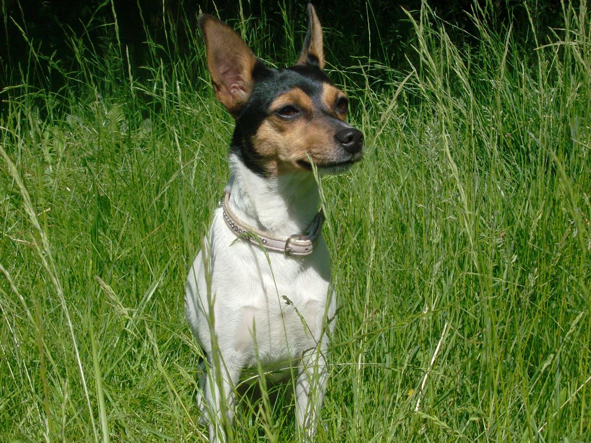 Dansk svensk gaardhund Kischa billede 25