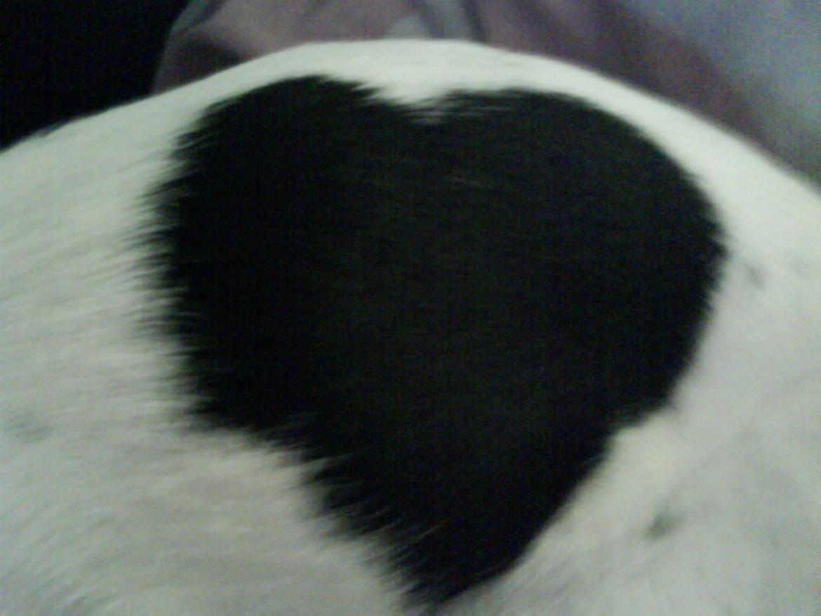 Dansk svensk gaardhund Kischa billede 26