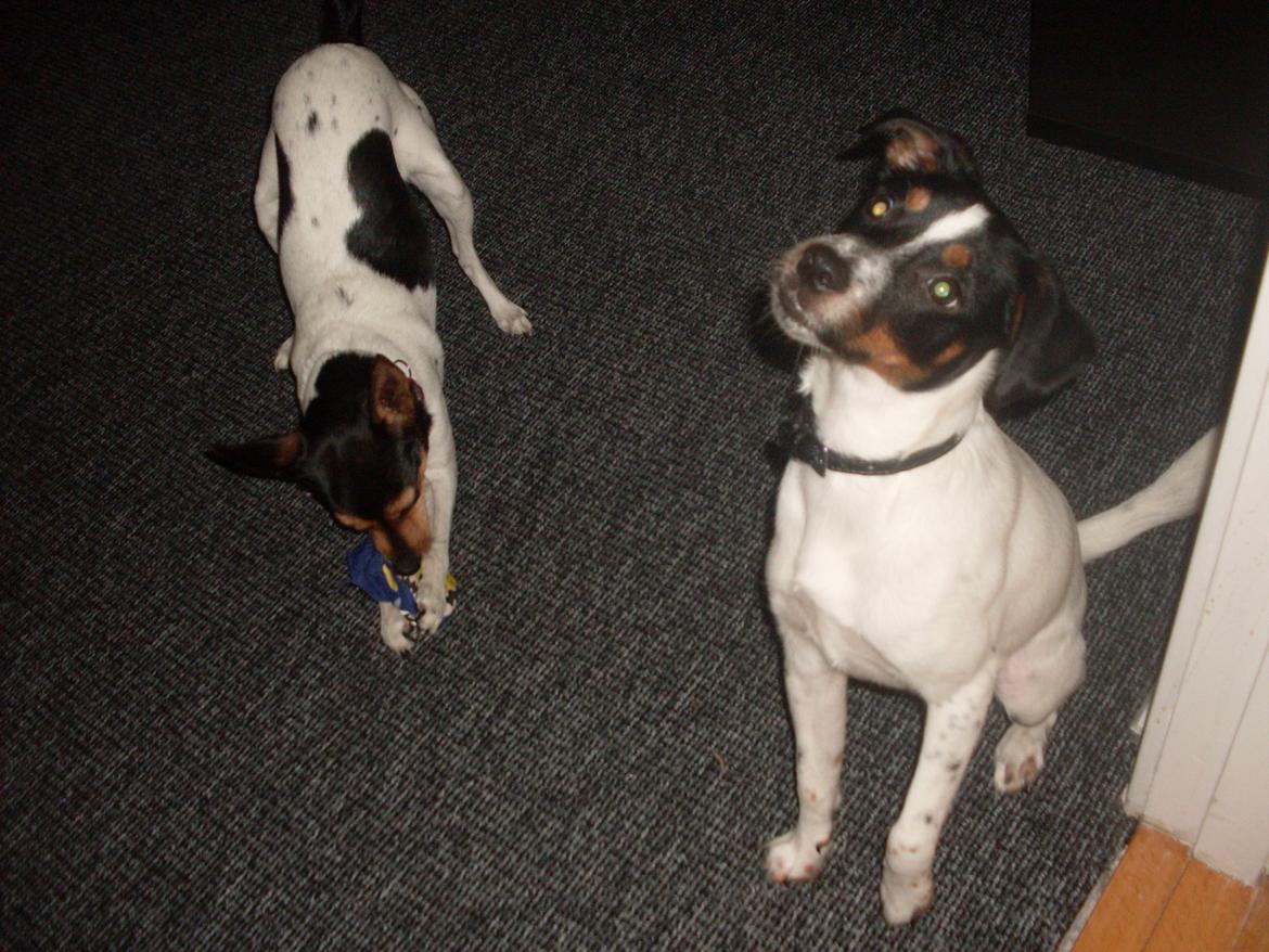 Dansk svensk gaardhund Tony billede 1