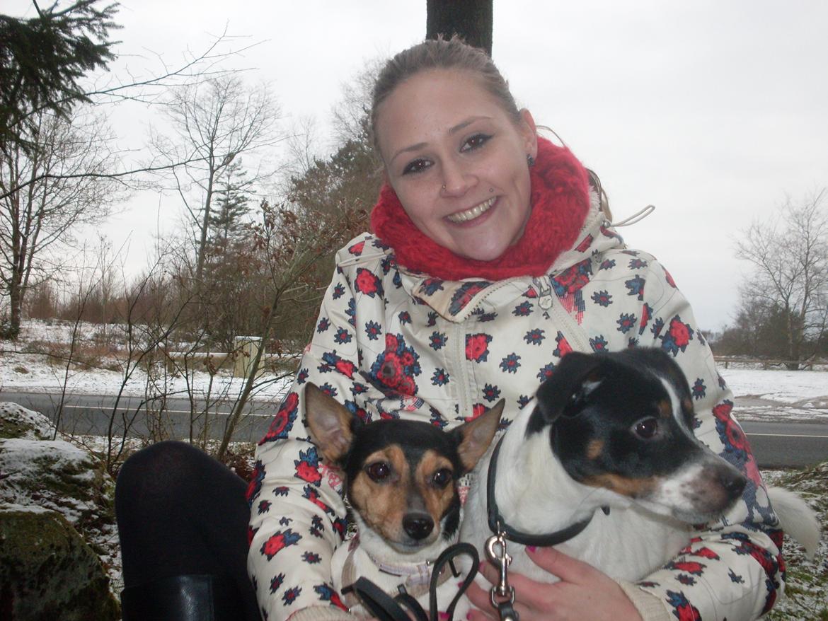 Dansk svensk gaardhund Tony billede 2