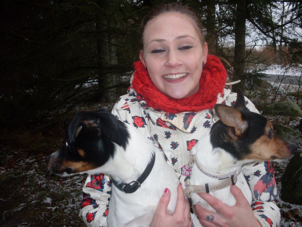 Dansk svensk gaardhund Tony billede 3