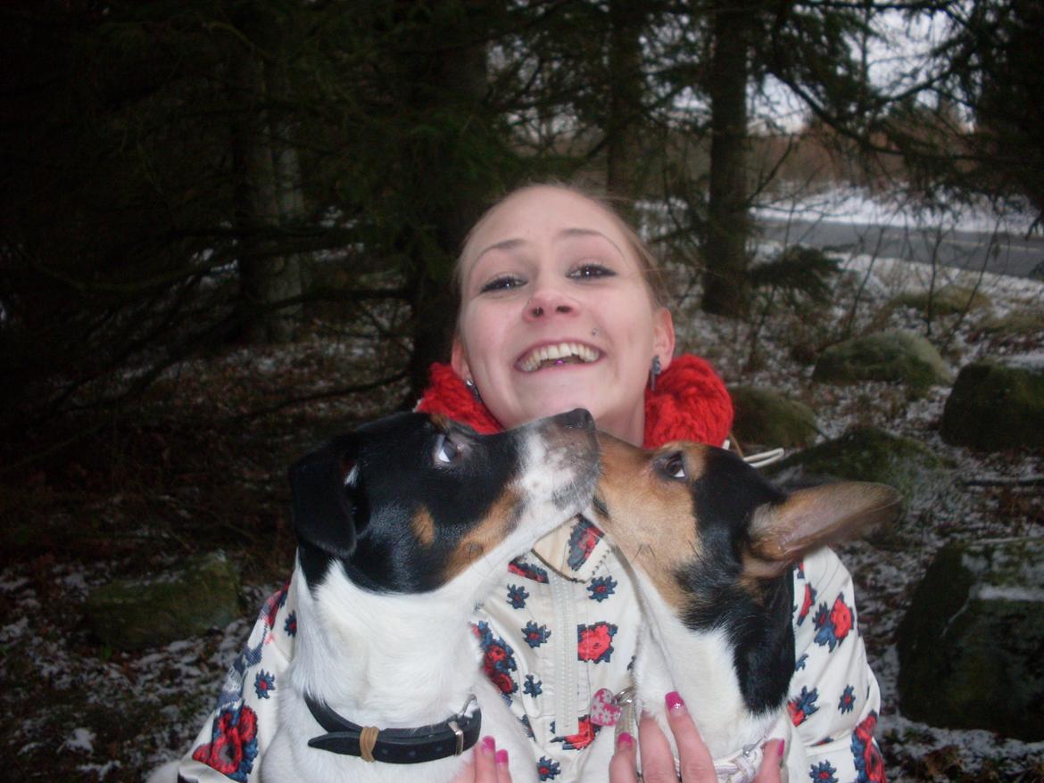 Dansk svensk gaardhund Tony billede 5