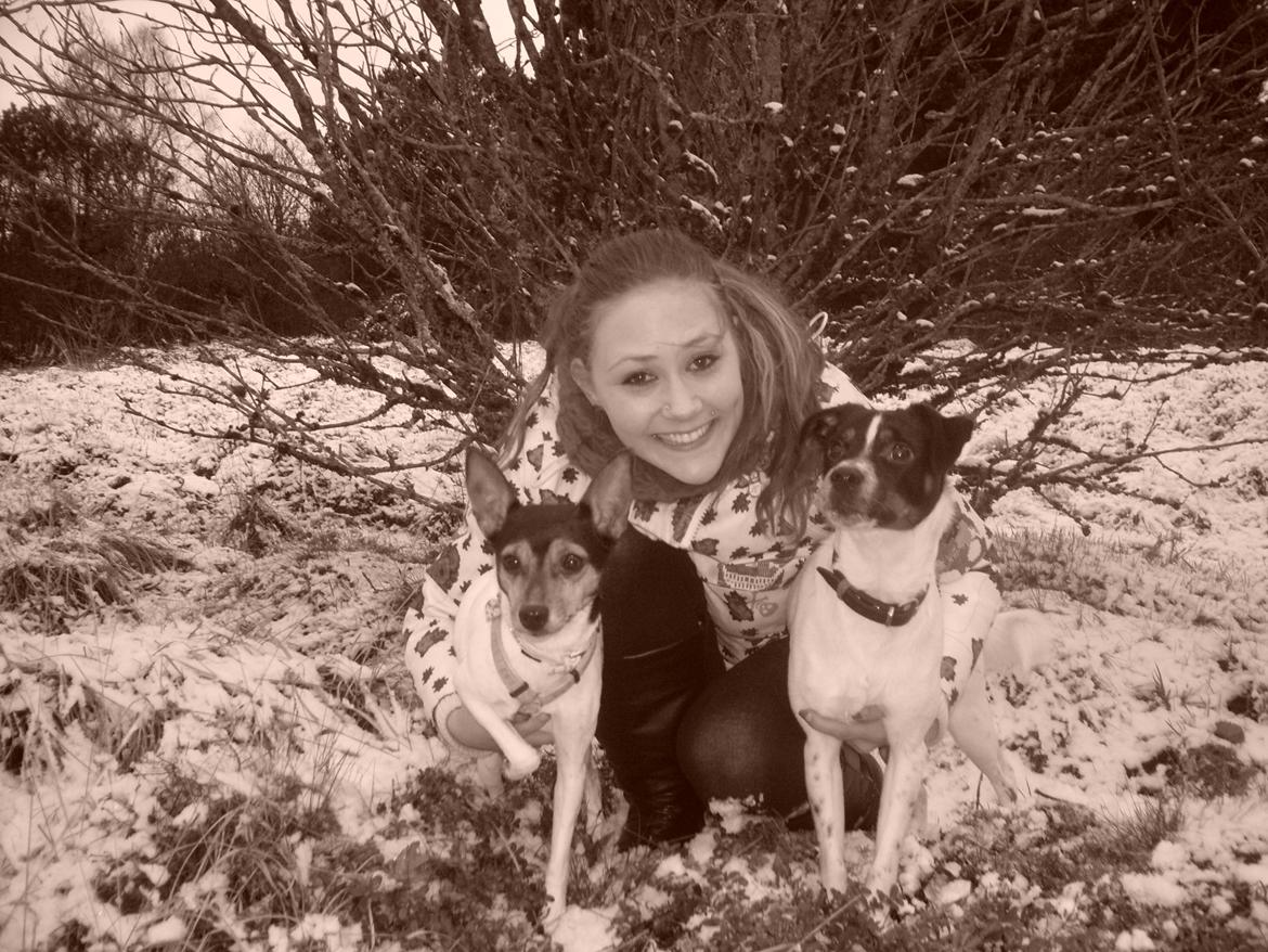 Dansk svensk gaardhund Tony billede 6