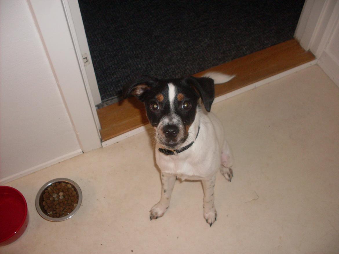 Dansk svensk gaardhund Tony billede 7