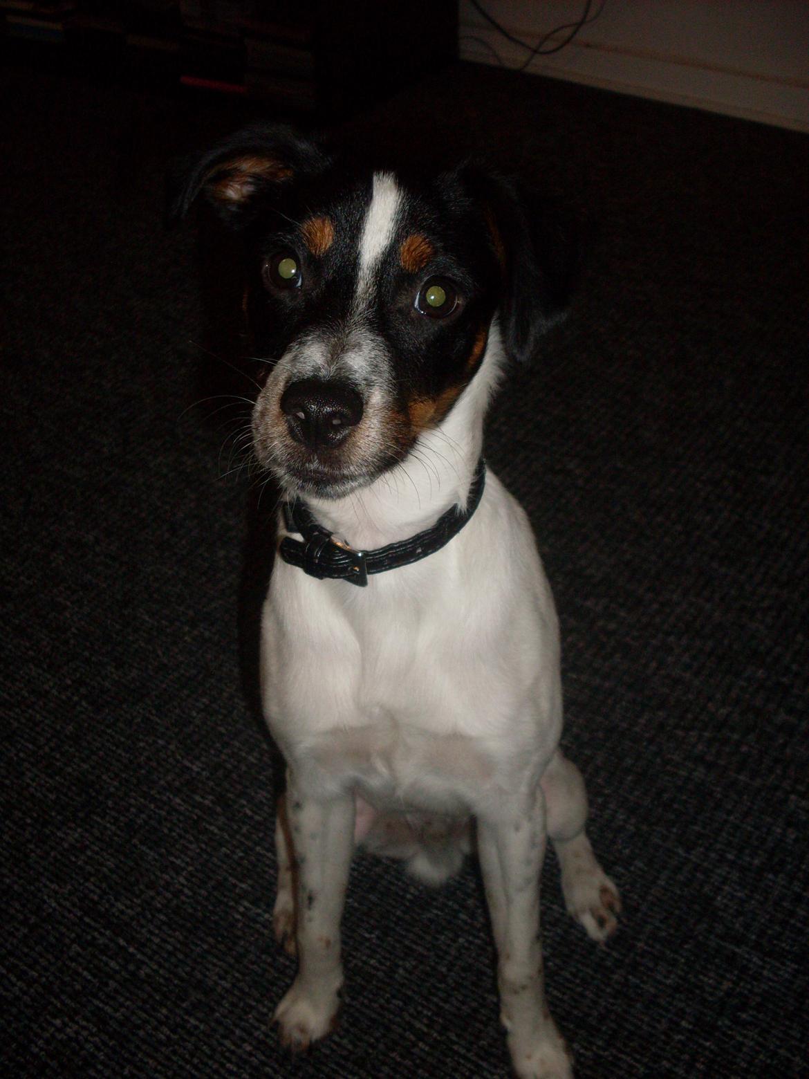 Dansk svensk gaardhund Tony billede 8