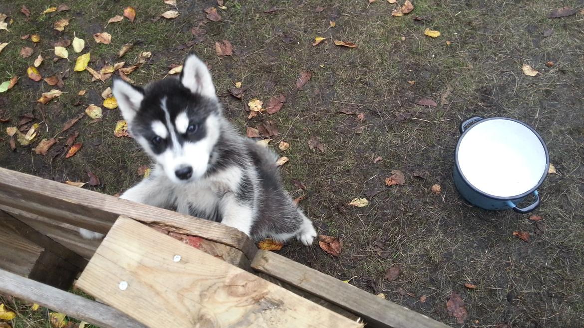 Siberian husky Zeus billede 3