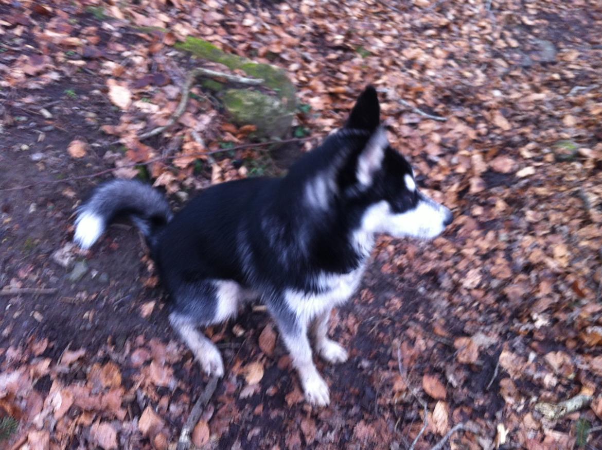 Siberian husky Zeus billede 4