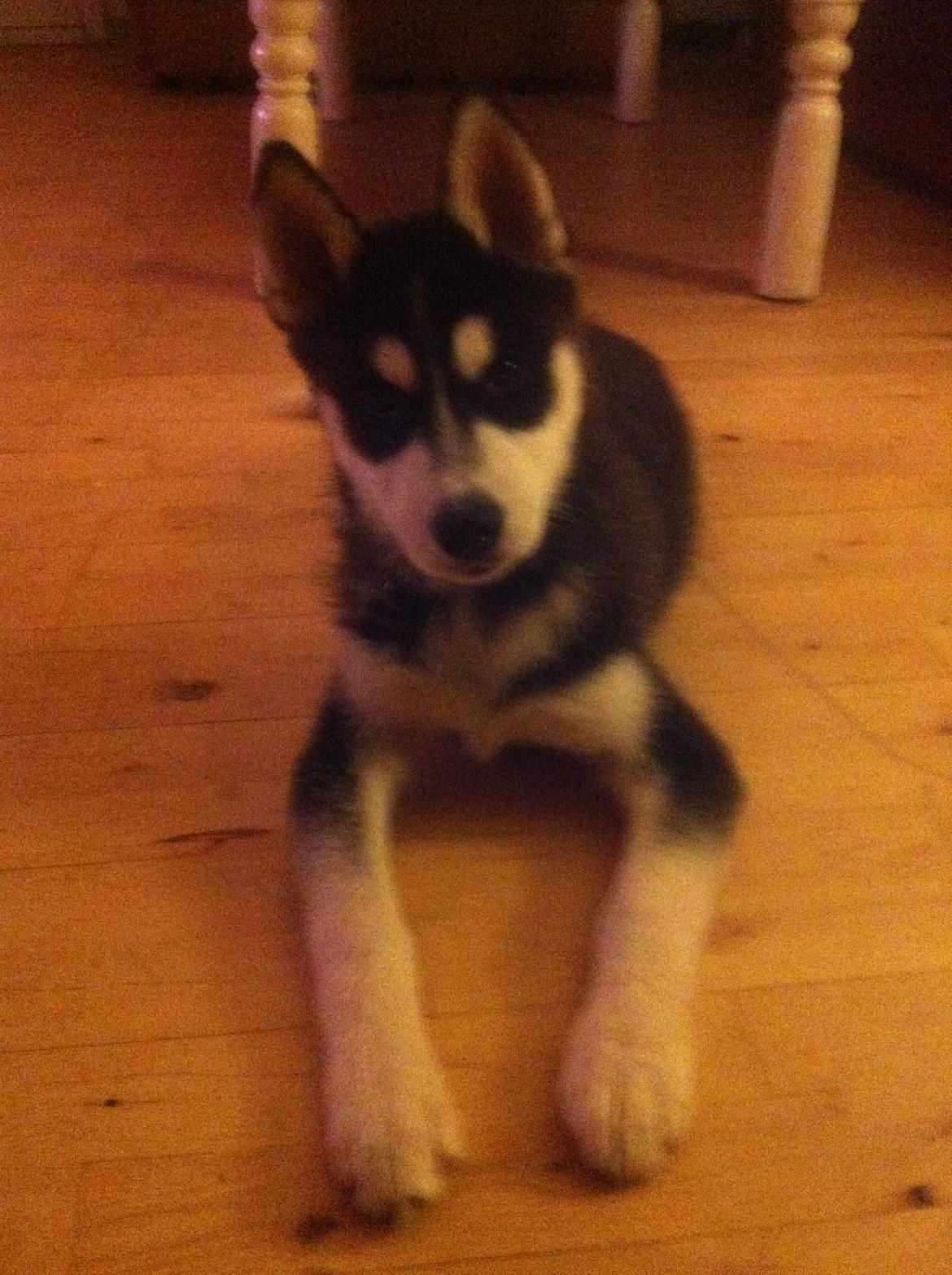 Siberian husky Zeus billede 5