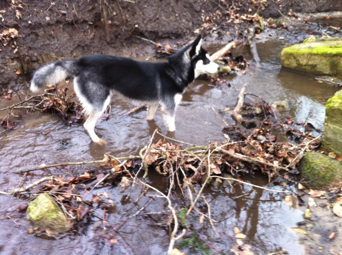 Siberian husky Zeus billede 6