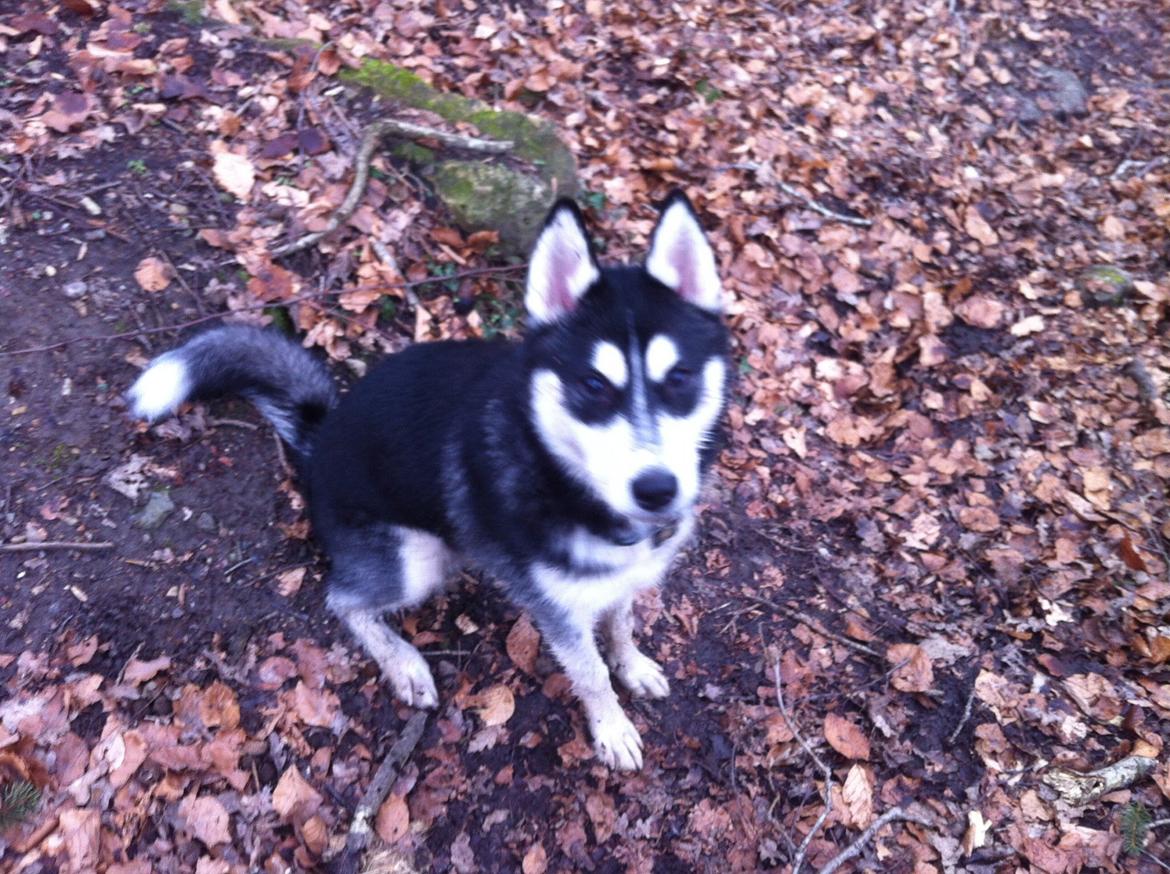 Siberian husky Zeus billede 2