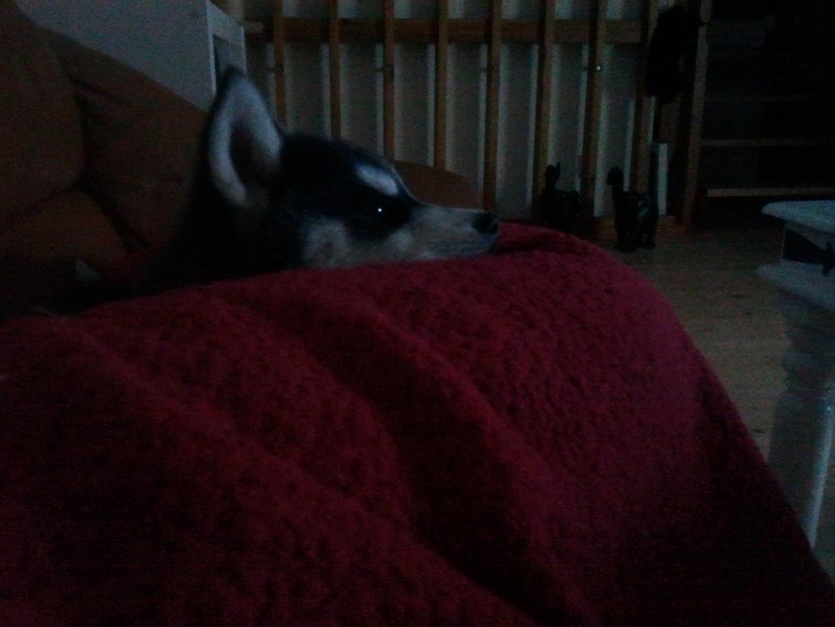 Siberian husky Zeus billede 7