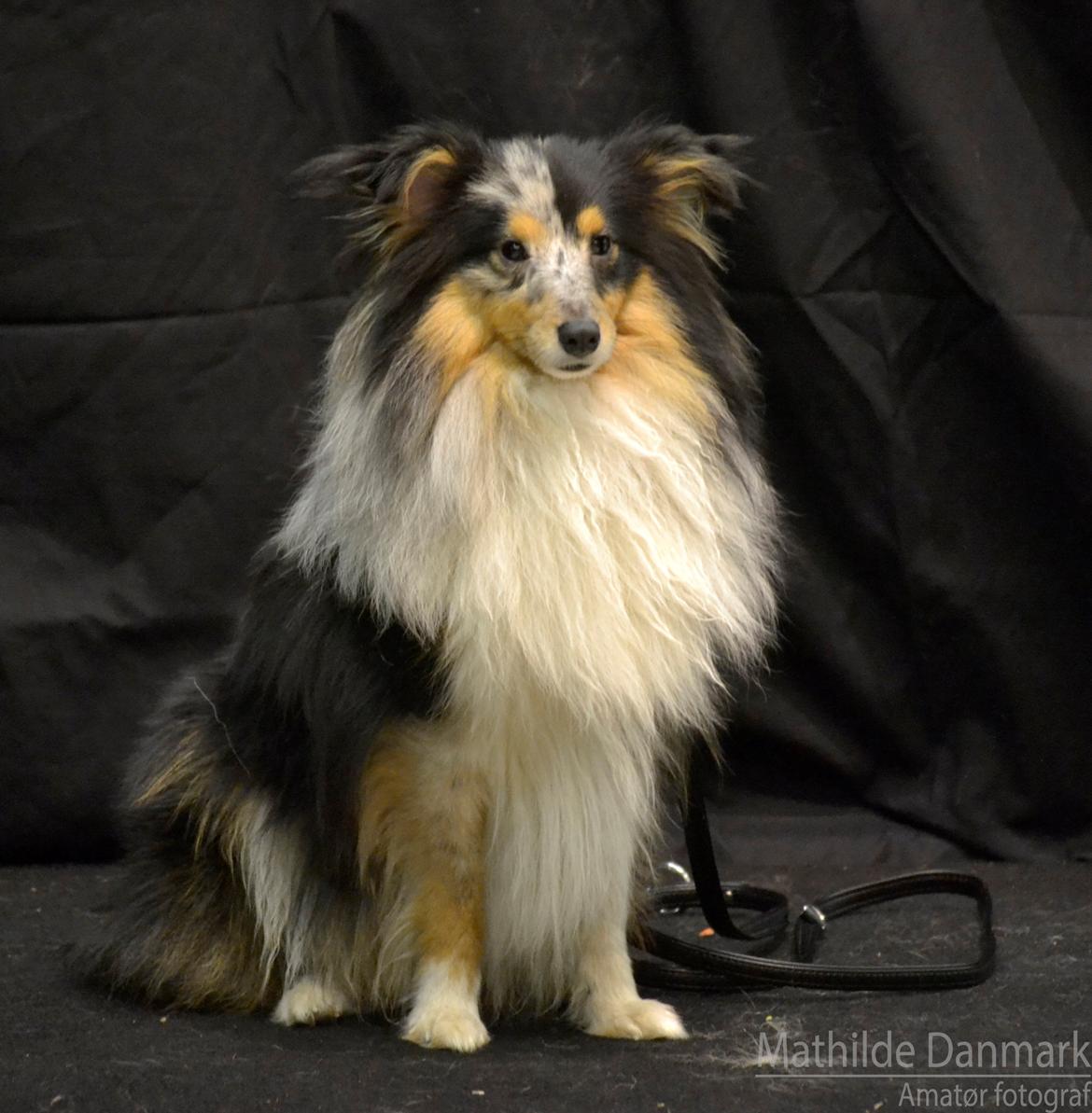Shetland sheepdog Meeko - Meeko i MaxiZoo Holstebro billede 10