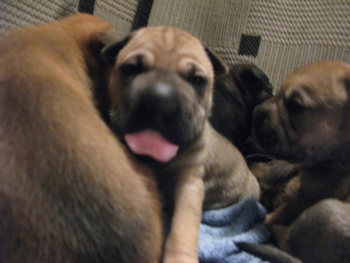 Shar pei Royal billede 1